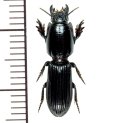 ヒョウタンゴミムシ亜科の一種　Scaritinae sp.　フィリピン（ルソン島）