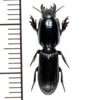 ヒョウタンゴミムシ亜科の一種　Scaritinae sp.　フィリピン（ルソン島）