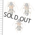 アリバチ擬態のカミキリムシの一種　Phymatodes alni alni　3♂♂　チェコ