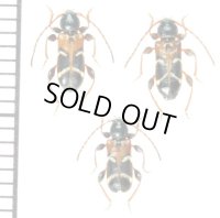 アリバチ擬態のカミキリムシの一種　Phymatodes alni alni　3♂♂　チェコ
