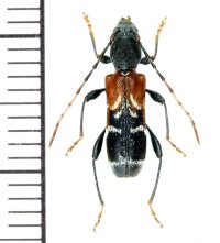 アリバチ擬態のカミキリムシの一種　Anaglyptus mysticus　♂　チェコ
