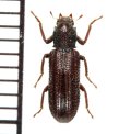 クビカクシゴミムシダマシの一種　Stenochinus sp.  ♂　徳之島