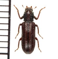 クビカクシゴミムシダマシの一種　Stenochinus sp.  ♂　徳之島