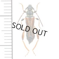 カミキリムシの一種　Cerambycid species　♀   スロバキア