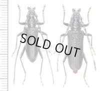 カミキリムシの一種　Cerambycid species  ペア   スロバキア