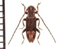 カズラアトモンチビカミキリ　原名亜種　♂　  沖縄本島