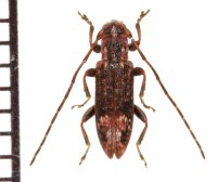 カズラアトモンチビカミキリ　原名亜種　♂　  沖縄本島