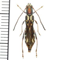 カミキリムシの一種　Thranius multinotatus multinotatus　♀　ラオス北西部