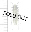 カミキリムシの一種　Agapanthia villosoviridescens　♀　エストニア