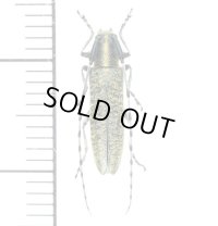 カミキリムシの一種　Agapanthia villosoviridescens　♀　エストニア