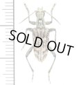 カミキリムシの一種　Rhagium inquisitor  ♂　エストニア