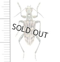 カミキリムシの一種　Rhagium inquisitor  ♂　エストニア