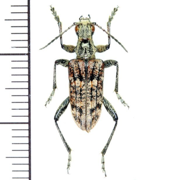 画像1: カミキリムシの一種　Rhagium inquisitor  ♂　エストニア