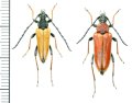 カミキリムシの一種　Stictoleptura rubra rubra  ペア　エストニア
