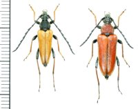 カミキリムシの一種　Stictoleptura rubra rubra  ペア　エストニア
