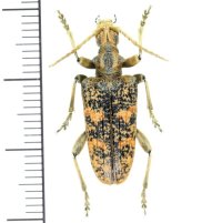 カミキリムシの一種　Rhagium sycophanta  ♀　ハンガリー