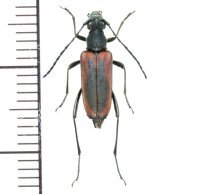 カミキリムシの一種　Cerambycid species　♀   スロバキア