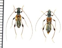 カミキリムシの一種　Molorchus minor minor　ペア   ロシア