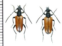 カミキリムシの一種　Stictoleptura maculicornis　ペア   ロシア