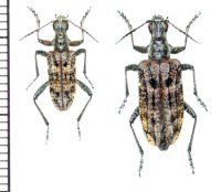 カミキリムシの一種　Rhagium inquisitor  ペア　ロシア