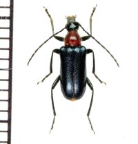 カミキリムシの一種　Dinoptera collaris　♂　ロシア