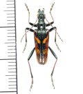 カミキリムシの一種　Rhagium bifasciatum　♂　チェコ