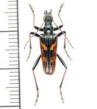 カミキリムシの一種　Rhagium bifasciatum　♂　チェコ