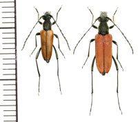 カミキリムシの一種　Anastrangalia sanguinolenta  ペア　ロシア