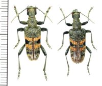 カミキリムシの一種　Rhagium mordaxr  ペア　ロシア