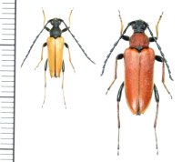 カミキリムシの一種　Stictoleptura rubra rubra  ペア　ロシア