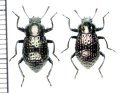 カラカネオオキマワリモドキ　原名亜種　ペア　与那国島