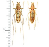 イシガキキマダラミヤマカミキリ　ペア　石垣島