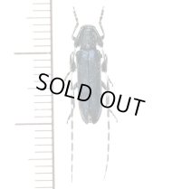 カミキリムシの一種　Agapanthia amurensis　♂   ロシア
