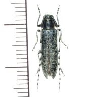 カミキリムシの一種　Agapanthia villosoviridescens　♀   ロシア