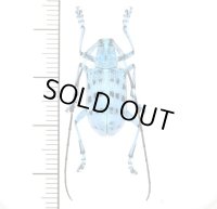 カミキリムシの一種　Pseudomyagrus waterhousei　♂　  マレーシア