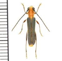 ムモンチャイロホソバネカミキリ　♂　石垣島