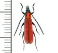 カミキリムシの一種 　Erythrus blairi　♂　 ベトナム(ベトナム中部)