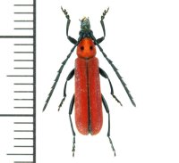 カミキリムシの一種 　Erythrus blairi　♂　 ベトナム(ベトナム中部)