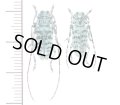 カミキリムシの一種　Cerambycid species　ペア　ラオス北東部