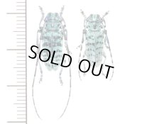 カミキリムシの一種　Cerambycid species　ペア　ラオス北東部