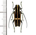 カミキリムシの一種　Glenea versuta  ♀  フィリピン(ミンダナオ島)