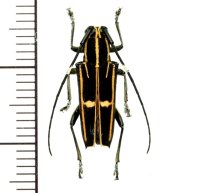 カミキリムシの一種　Glenea versuta  ♀  フィリピン(ミンダナオ島)