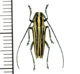 カミキリムシの一種　Glenea sp.  ♂  フィリピン(ルソン島)