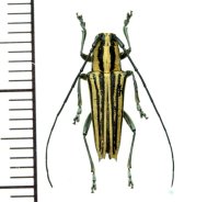 カミキリムシの一種　Glenea sp.  ♂  フィリピン(ルソン島)