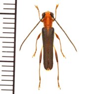 ムモンチャイロホソバネカミキリ　♂　西表島