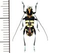 カミキリムシの一種　Glenea parexculta　♂　フィリピン(ミンダナオ島)