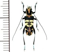 カミキリムシの一種　Glenea parexculta　♂　フィリピン(ミンダナオ島)