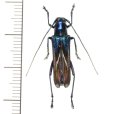 カミキリムシの一種　Glenea apicepurpurata  ♀  フィリピン(ルソン島)