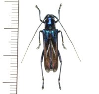 カミキリムシの一種　Glenea apicepurpurata  ♀  フィリピン(ルソン島)