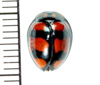 テントウゴキブリの一種　Prosoplecta sp.  フィリピン(ミンダナオ島)